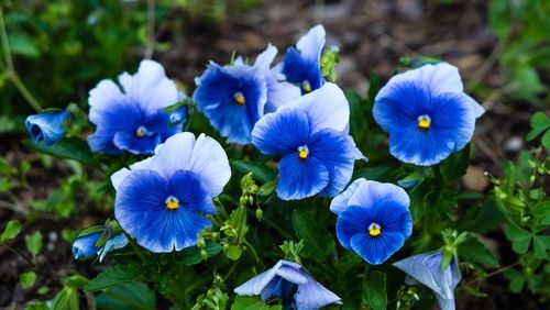 Close-up of blue flowers blooming outdoors