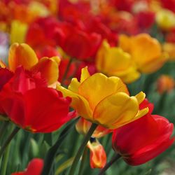 Close-up of red tulips