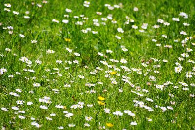 Full frame shot of white flowering plants on field