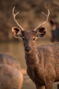 Portrait of deer standing outdoors