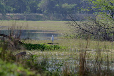 wetland