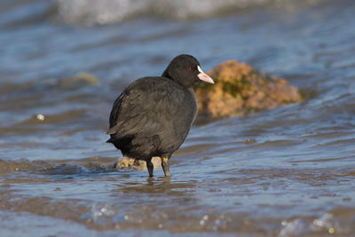 Close-up of bird perching on water