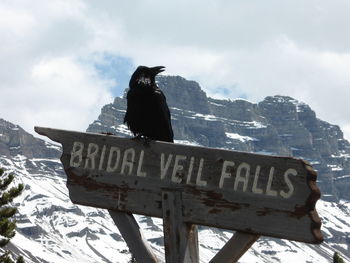 Close-up of bird perching on information sign against sky in winter