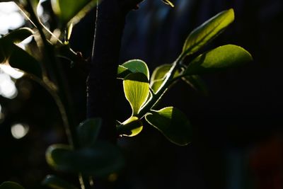 Close-up of green leaves on plant