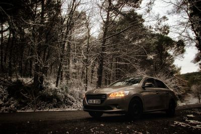 Car on road in forest