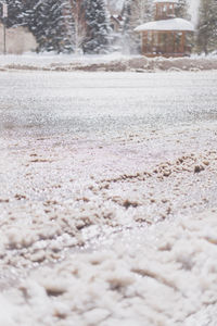 Close-up of snow covered tree