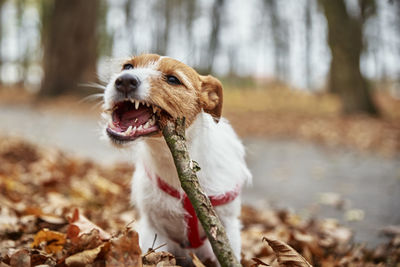Dog play with a branch in autumn forest