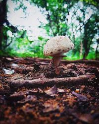 Close-up of mushroom growing on field