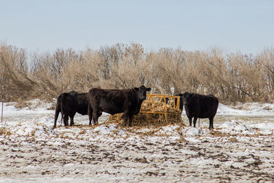 Black angus cows standing around a bale feeder.