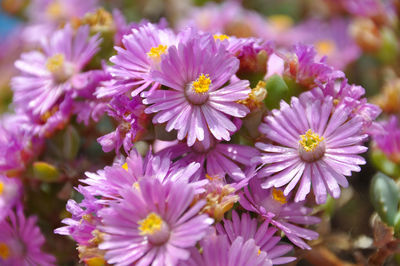 Close-up of purple flowering plants