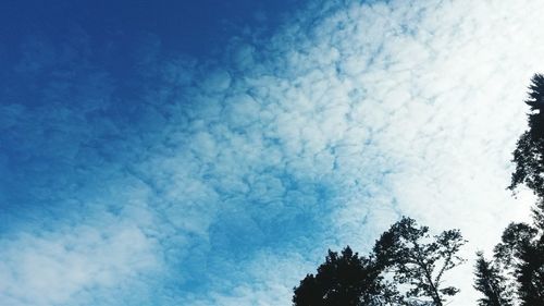 Low angle view of trees against blue sky