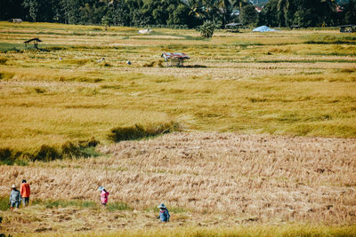 Sheep on field