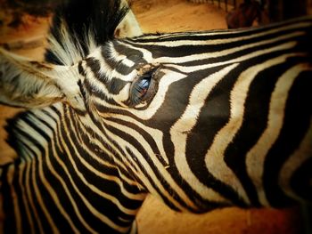 Close-up of zebra crossing