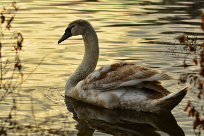 Close-up of a cygnet swan in front of sunset 