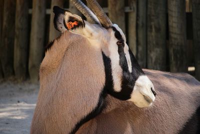 View of a horse