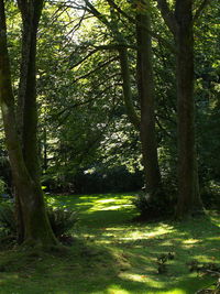 Trees in forest