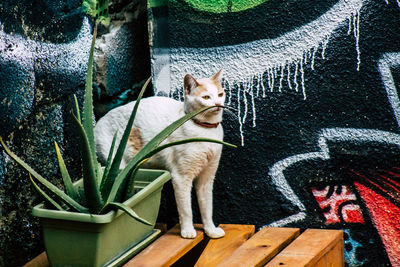 Cat sitting by wall