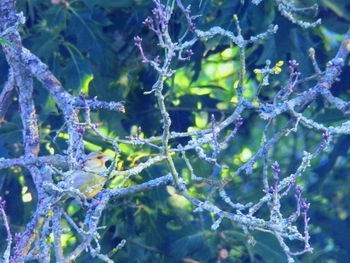 Close-up of frozen plants during winter