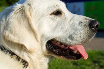 Close-up of a dog looking away. golden retriever.