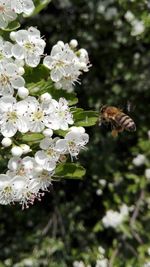 Close-up of insect on white flowers