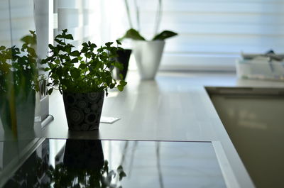 Close-up of potted plant