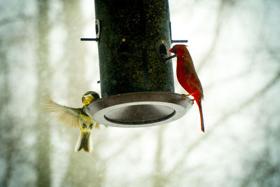 Close-up of bird perching on feeder