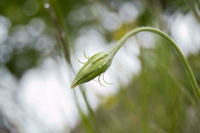 Close-up of green plant