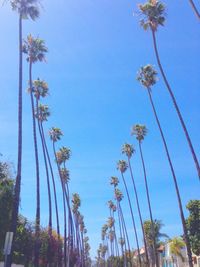 Low angle view of palm trees against clear blue sky