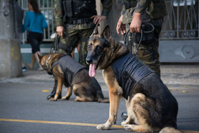 Dogs of the armed forces during military parade in celebration of brazil independence