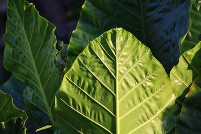 Close-up of leaves