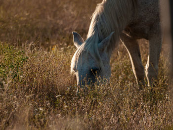 Horse grazing in field