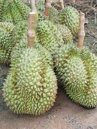 Close-up of cactus growing outdoors