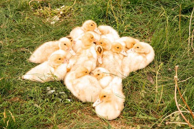 High angle view of sheep resting on field