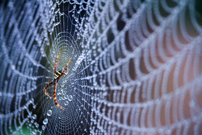 Close-up of spider on web