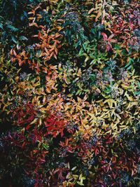 Full frame shot of autumn leaves on tree