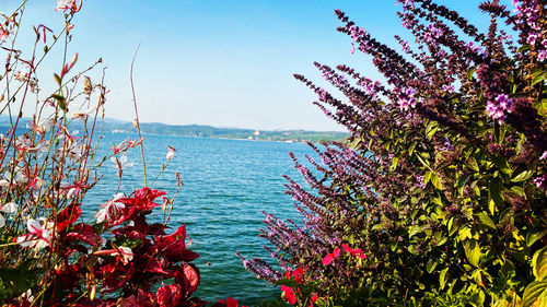 Scenic view of sea against blue sky