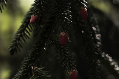 Close-up of pine tree