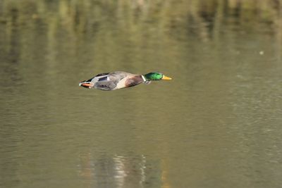 Duck flying over lake