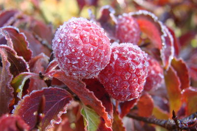 Close-up of wet plants during winter