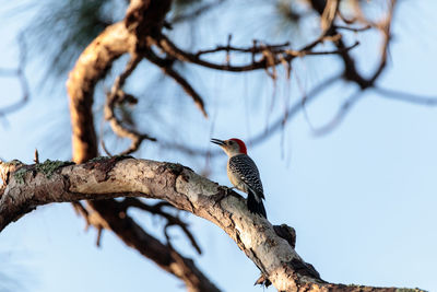 Low angle view of bird perching on branch