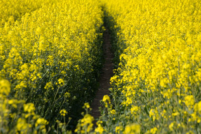 Yellow flowers growing in field