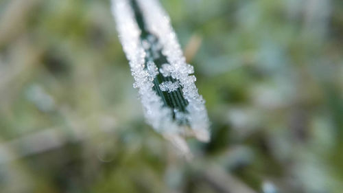 Close-up of frost on leaf