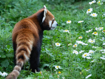 Side view of an animal on field