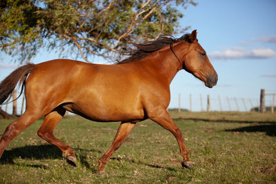 Side view of horse on field