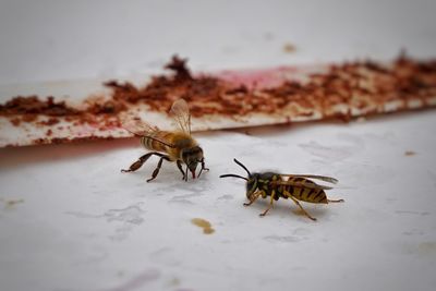Close-up of bee and yellowjacket wasp eating cake on coffee table infront of cake knife blade