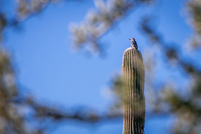 Low angle view of bird perching against blue sky