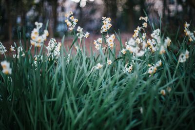 Close-up of flowering plants on field