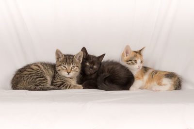 Portrait of cat relaxing on floor
