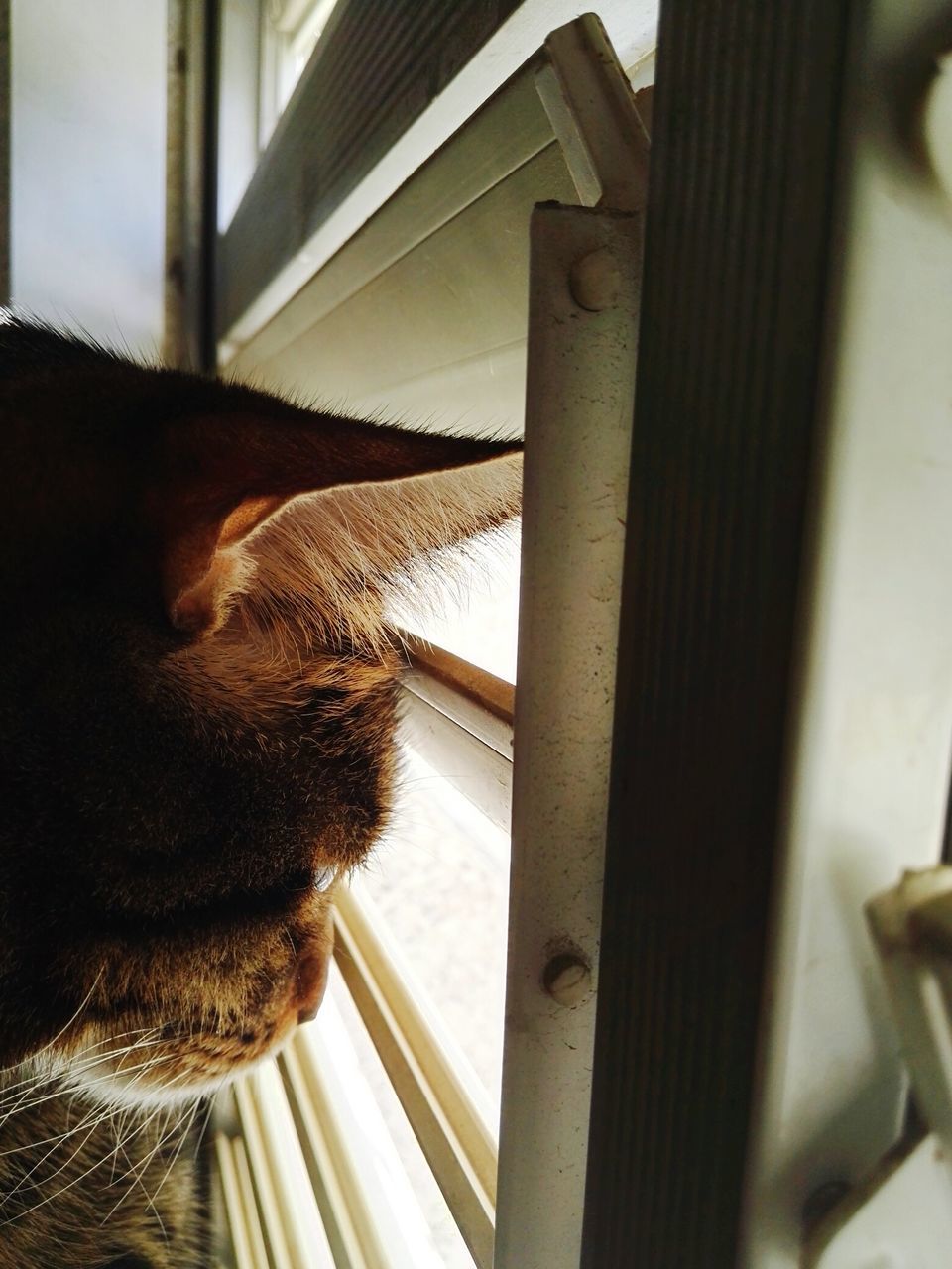 CLOSE-UP OF A DOG