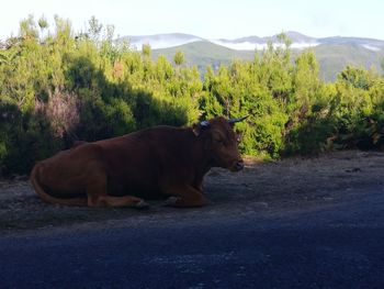 Cow on landscape against sky